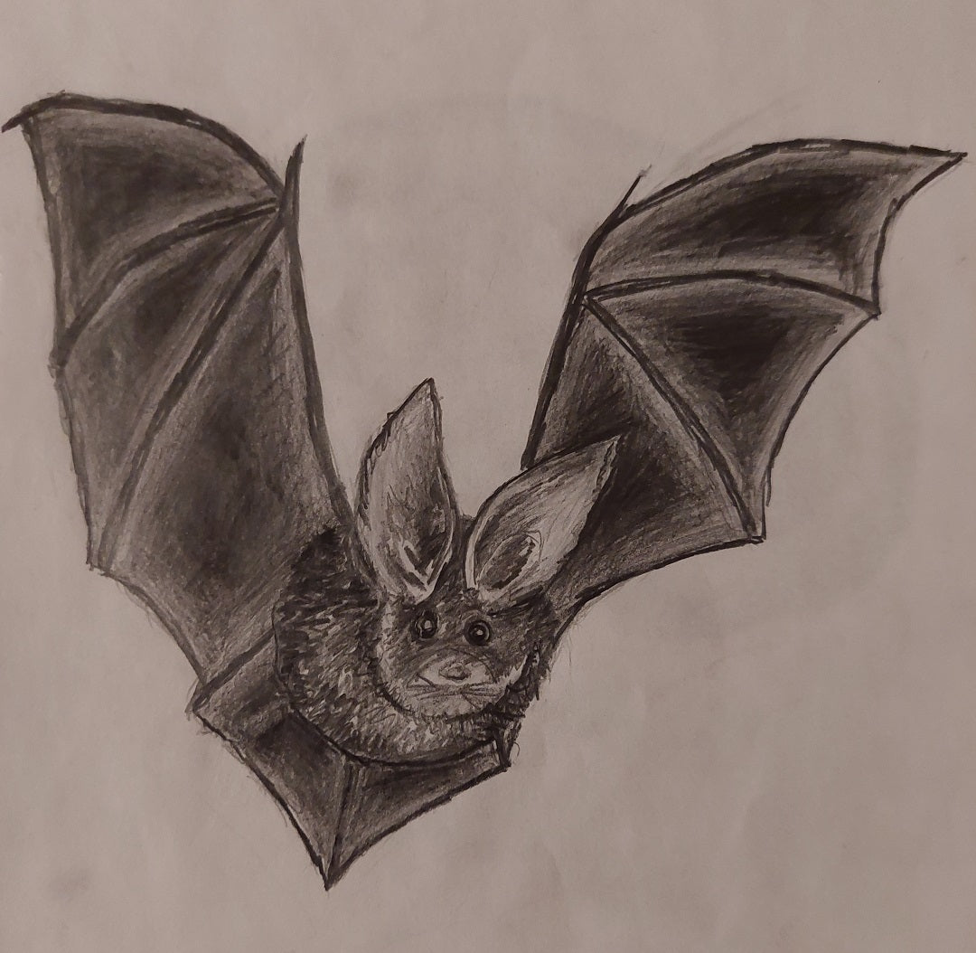 Bat