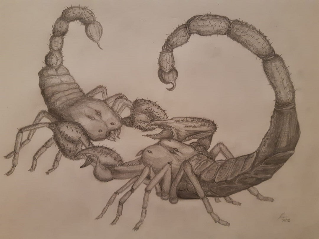 Fighting Scorpions