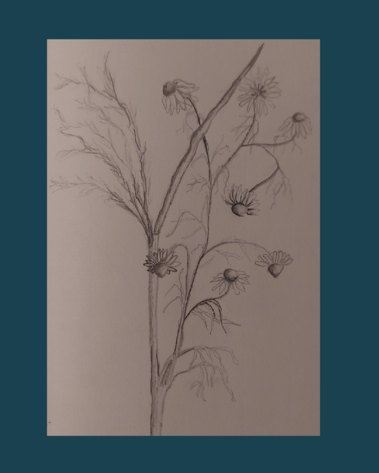 Meadow Flower