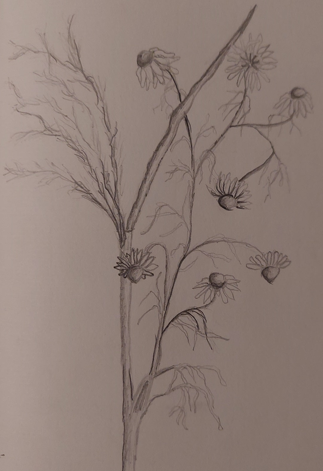 Meadow Flower